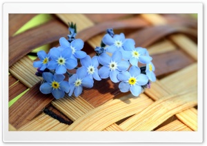 ws Blue Forget me not Flowers  Ultra HD Wallpaper for 4K UHD Widescreen desktop, tablet & smartphone