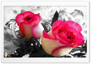 x111 4K UHD Wallpaper for Widescreen and UltraWide Desktop, UltraHD TV, Smartphone, Tablet