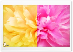 x137 4K UHD Wallpaper for Widescreen and UltraWide Desktop, UltraHD TV, Smartphone, Tablet