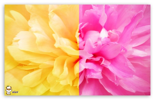 x137 UltraHD Wallpaper for Widescreen 16:10 ;