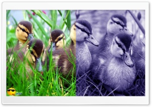 x141 4K UHD Wallpaper for Widescreen and UltraWide Desktop, UltraHD TV, Smartphone, Tablet