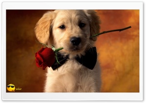 x142 4K UHD Wallpaper for Widescreen and UltraWide Desktop, UltraHD TV, Smartphone, Tablet