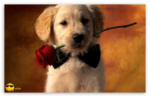 x142 UltraHD Wallpaper for Widescreen 16:10 ;