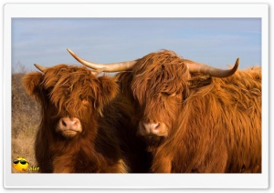 x143 4K UHD Wallpaper for Widescreen and UltraWide Desktop, UltraHD TV, Smartphone, Tablet