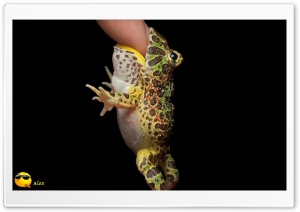 x144 4K UHD Wallpaper for Widescreen and UltraWide Desktop, UltraHD TV, Smartphone, Tablet