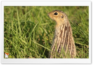 x154 4K UHD Wallpaper for Widescreen and UltraWide Desktop, UltraHD TV, Smartphone, Tablet