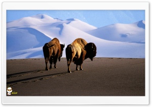 x175 4K UHD Wallpaper for Widescreen and UltraWide Desktop, UltraHD TV, Smartphone, Tablet