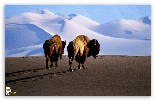 x175 UltraHD Wallpaper for Widescreen 16:10 ;