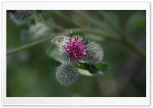 Xeno Flower Ultra HD Wallpaper for 4K UHD Widescreen desktop, tablet & smartphone