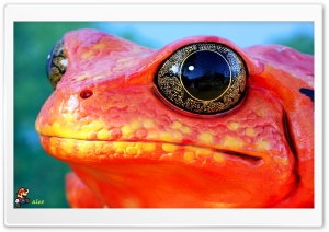 y625 4K UHD Wallpaper for Widescreen and UltraWide Desktop, UltraHD TV, Smartphone, Tablet