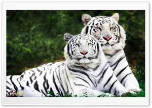 y629 4K UHD Wallpaper for Widescreen and UltraWide Desktop, UltraHD TV, Smartphone, Tablet