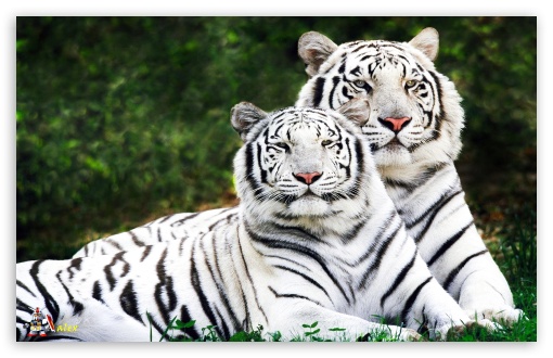 y629 UltraHD Wallpaper for Widescreen 16:10 ;