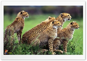 y631 4K UHD Wallpaper for Widescreen and UltraWide Desktop, UltraHD TV, Smartphone, Tablet