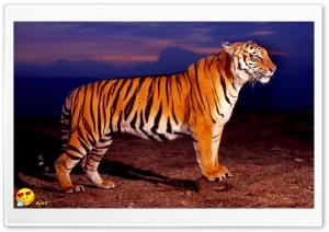 y633 4K UHD Wallpaper for Widescreen and UltraWide Desktop, UltraHD TV, Smartphone, Tablet