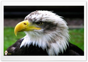 y637 4K UHD Wallpaper for Widescreen and UltraWide Desktop, UltraHD TV, Smartphone, Tablet