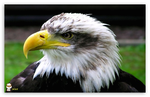 y637 UltraHD Wallpaper for Widescreen 16:10 ;