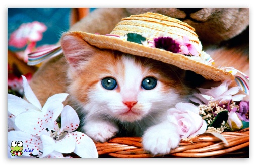 y641 UltraHD Wallpaper for Widescreen 16:10 ;