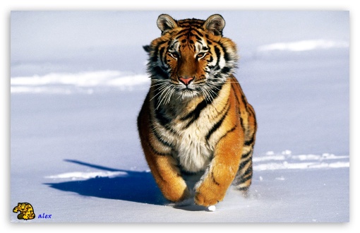 y644 UltraHD Wallpaper for Widescreen 16:10 ;