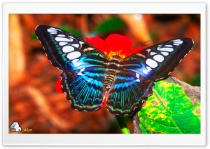 y650 4K UHD Wallpaper for Widescreen and UltraWide Desktop, UltraHD TV, Smartphone, Tablet