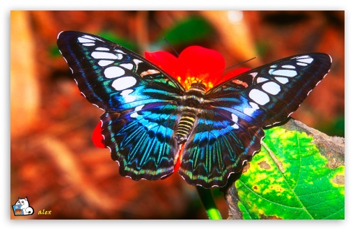y650 UltraHD Wallpaper for Widescreen 16:10 ;