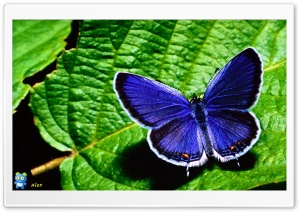 y659 4K UHD Wallpaper for Widescreen and UltraWide Desktop, UltraHD TV, Smartphone, Tablet