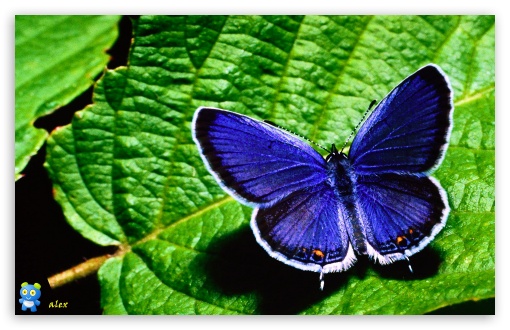 y659 UltraHD Wallpaper for Widescreen 16:10 ;