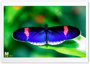 y674 4K UHD Wallpaper for Widescreen and UltraWide Desktop, UltraHD TV, Smartphone, Tablet