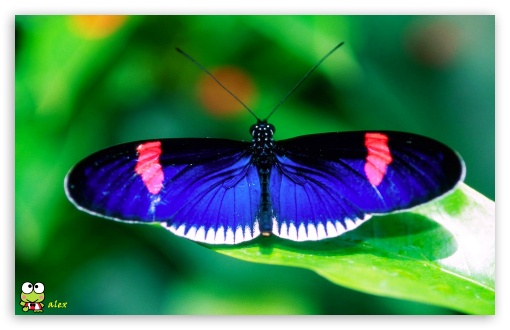 y674 UltraHD Wallpaper for Widescreen 16:10 ;