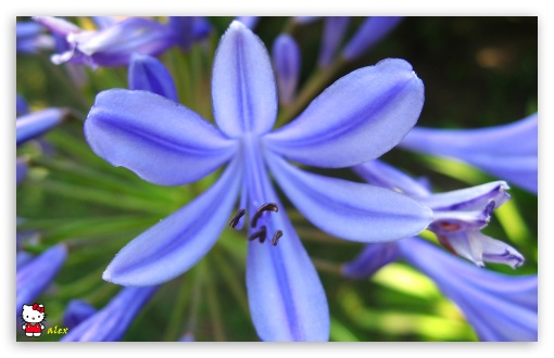 y772 UltraHD Wallpaper for Widescreen 16:10 ;