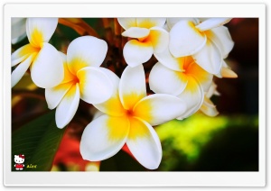 y773 4K UHD Wallpaper for Widescreen and UltraWide Desktop, UltraHD TV, Smartphone, Tablet