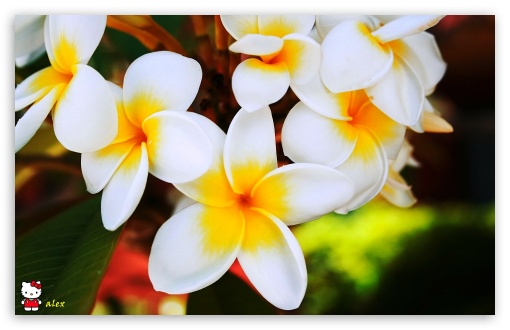 y773 UltraHD Wallpaper for Widescreen 16:10 ;