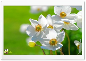 y775 4K UHD Wallpaper for Widescreen and UltraWide Desktop, UltraHD TV, Smartphone, Tablet