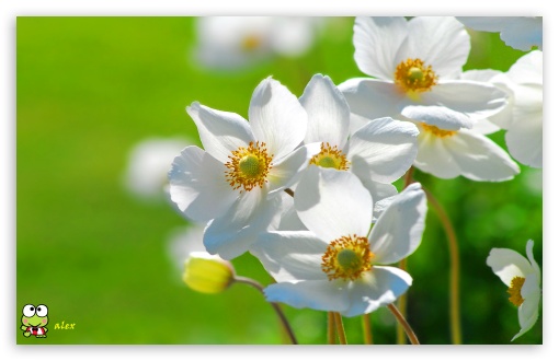y775 UltraHD Wallpaper for Widescreen 16:10 ;