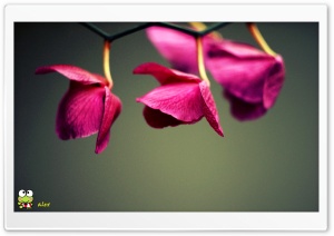 y776 4K UHD Wallpaper for Widescreen and UltraWide Desktop, UltraHD TV, Smartphone, Tablet