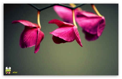 y776 UltraHD Wallpaper for Widescreen 16:10 ;