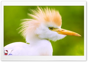 y782 4K UHD Wallpaper for Widescreen and UltraWide Desktop, UltraHD TV, Smartphone, Tablet