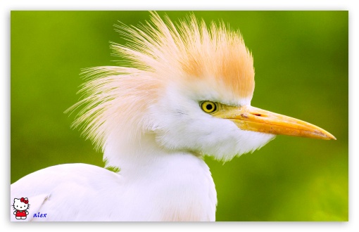 y782 UltraHD Wallpaper for Widescreen 16:10 ;