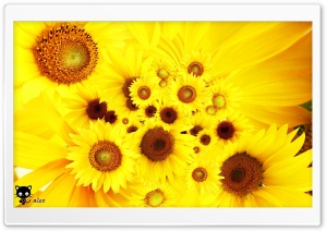 y784 4K UHD Wallpaper for Widescreen and UltraWide Desktop, UltraHD TV, Smartphone, Tablet