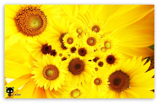 y784 UltraHD Wallpaper for Widescreen 16:10 ;