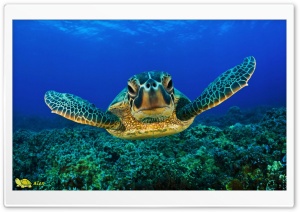 y785 4K UHD Wallpaper for Widescreen and UltraWide Desktop, UltraHD TV, Smartphone, Tablet