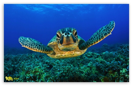 y785 UltraHD Wallpaper for Widescreen 16:10 ;