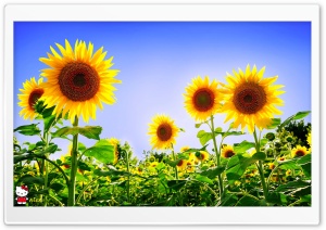 y786 4K UHD Wallpaper for Widescreen and UltraWide Desktop, UltraHD TV, Smartphone, Tablet