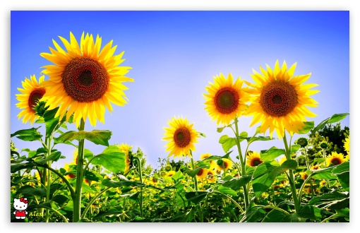 y786 UltraHD Wallpaper for Widescreen 16:10 ;