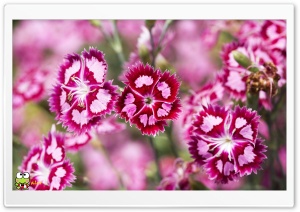 y787 4K UHD Wallpaper for Widescreen and UltraWide Desktop, UltraHD TV, Smartphone, Tablet