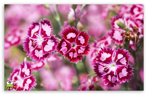 y787 UltraHD Wallpaper for Widescreen 16:10 ;