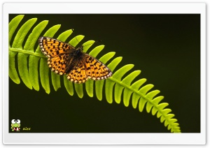 y789 4K UHD Wallpaper for Widescreen and UltraWide Desktop, UltraHD TV, Smartphone, Tablet