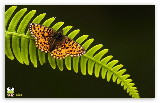 y789 UltraHD Wallpaper for Widescreen 16:10 ;