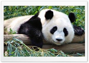y793 4K UHD Wallpaper for Widescreen and UltraWide Desktop, UltraHD TV, Smartphone, Tablet