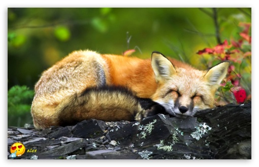y795 UltraHD Wallpaper for Widescreen 16:10 ;