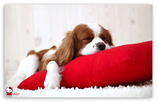 y796 UltraHD Wallpaper for Widescreen 16:10 ;